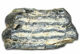 Mammoth Molar Slice With Case - South Carolina #377782-1